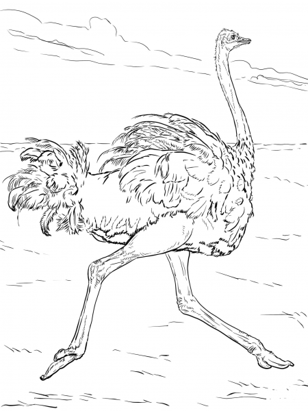 Ostrich Runs coloring page image