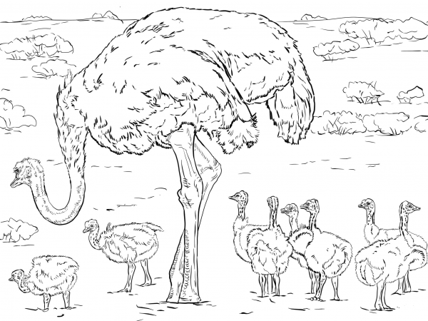 Ostrich with Chicks coloring page image