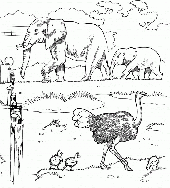 Ostriches and Elephants in a Zoo coloring page image