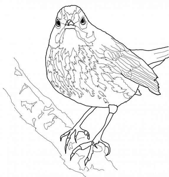 Ovenbird coloring page image
