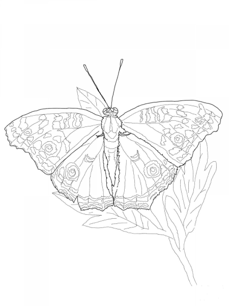 Owl Butterfly coloring page image