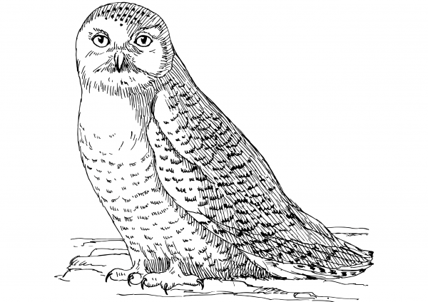 Owl coloring page image