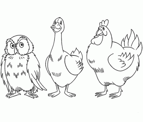 Owl Goose And Chicken coloring page image