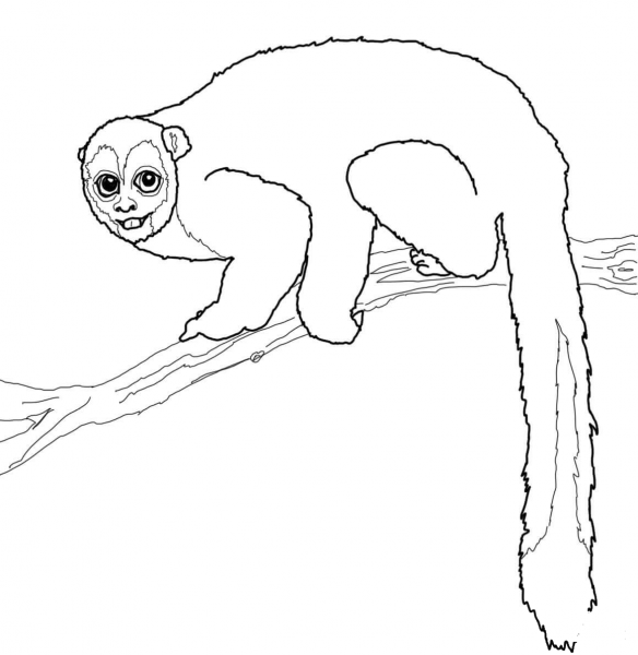 Owl Monkey coloring page image