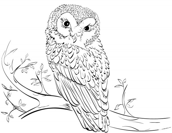 Owl on Tree coloring page image