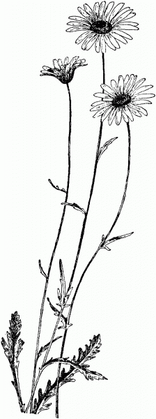 Oxeye daisy chrysanthemum leucanthemum coloring page image