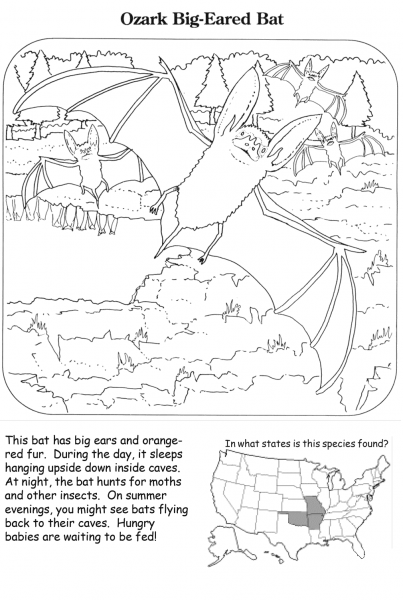Ozark Big-eared Bat coloring page image