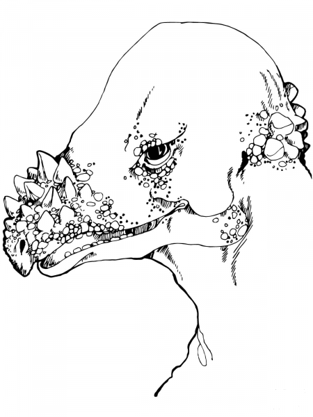 Pachycephalosaurus Head coloring page image