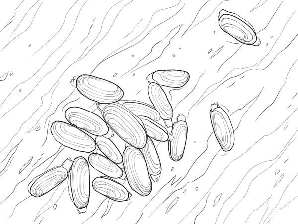 Pacific Razor Clam coloring page image