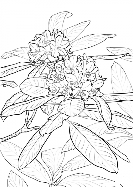 Pacific Rhododendron coloring page image