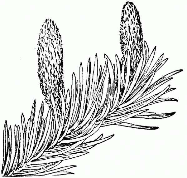 Pacific Silver Fir Branchlet with Cones coloring page image