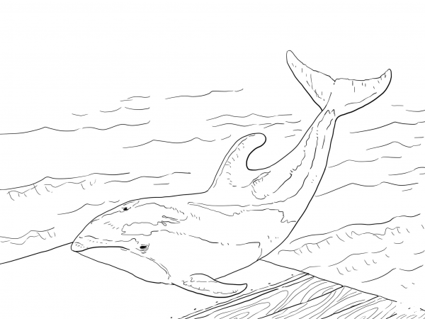Pacific White Sided Dolphin coloring page image