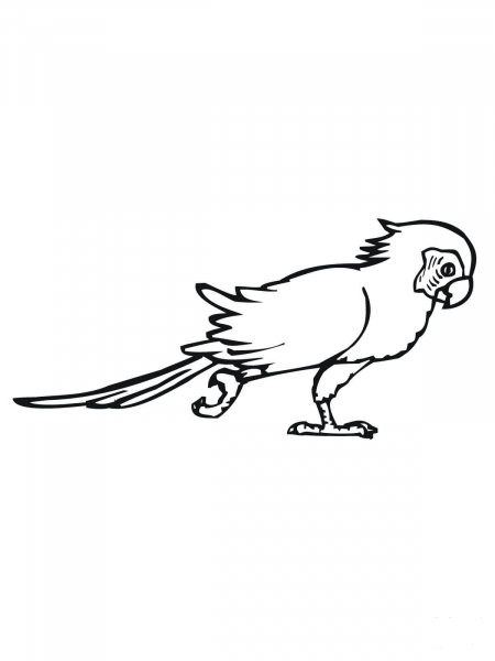Pacing Parakeet coloring page image