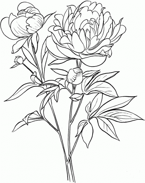 Paeonia Officinalis or European Common Peony coloring page image