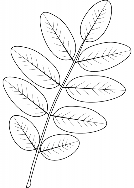 Pagoda Tree Leaf coloring page image
