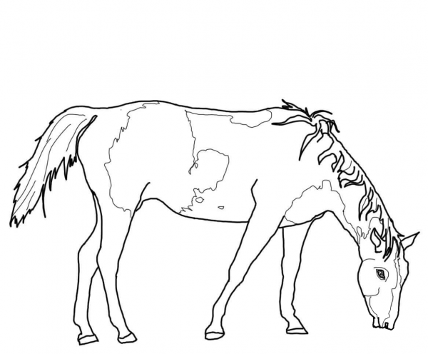 Paint Horse Grazing coloring page image