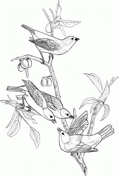 Painted Bunting Birds coloring page image