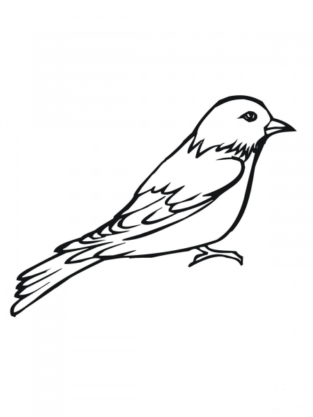 Painted Bunting coloring page image