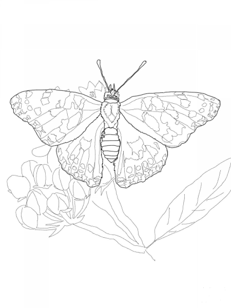 Painted Lady Butterfly coloring page image