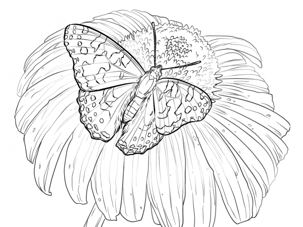 Painted Lady Butterfly Sits on a Flower coloring page image
