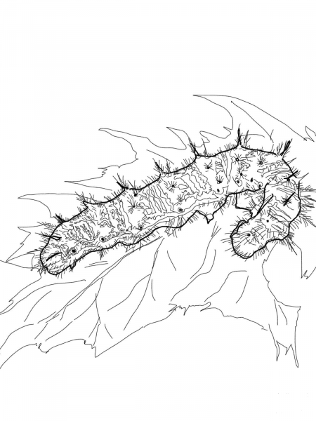 Painted Lady Caterpillar coloring page image