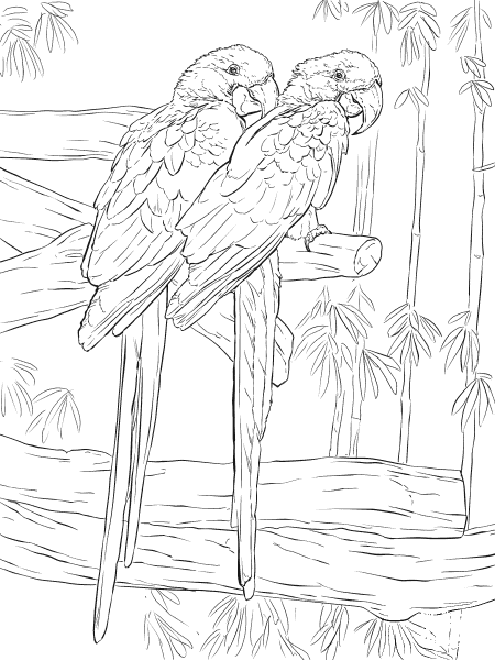 Pair of Hyacinth Macaws coloring page image
