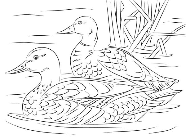 Pair of Mallard Ducks coloring page image