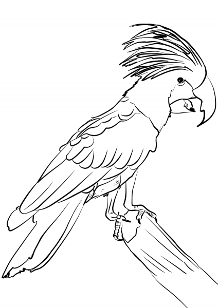 Palm Cockatoo coloring page image