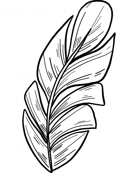 Palm Leaf coloring page image