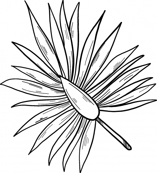 Palm Leaf coloring page image