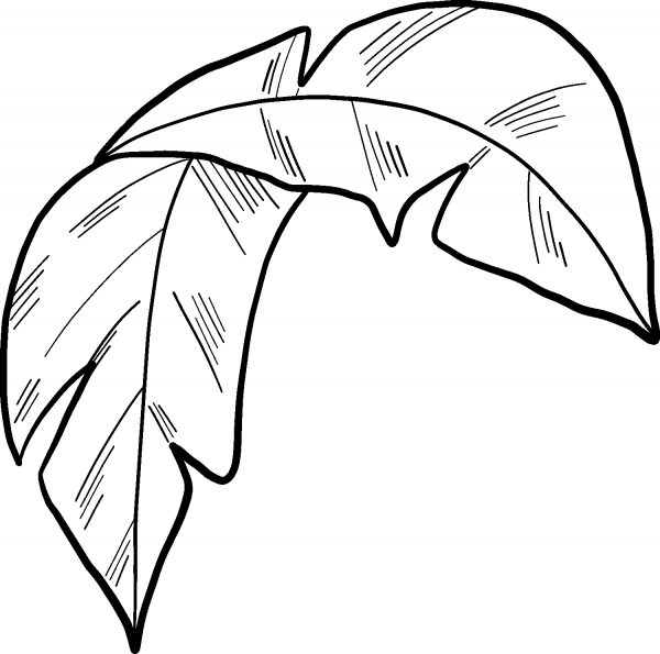 Palm Leaf coloring page image