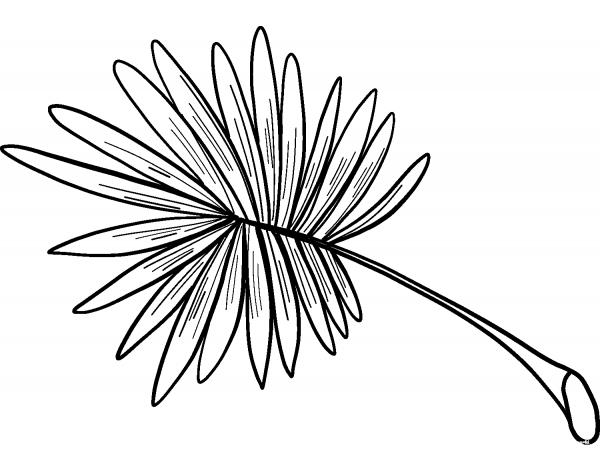 Palm Leaf coloring page image