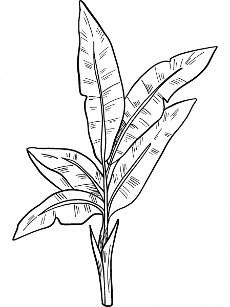 Palm Leaves coloring page image