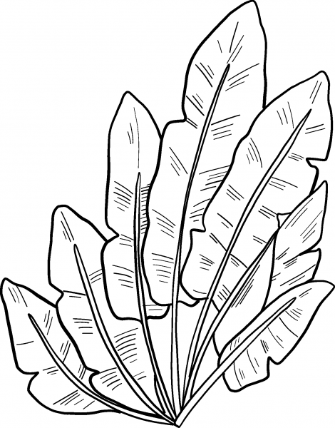 Palm Leaves coloring page image