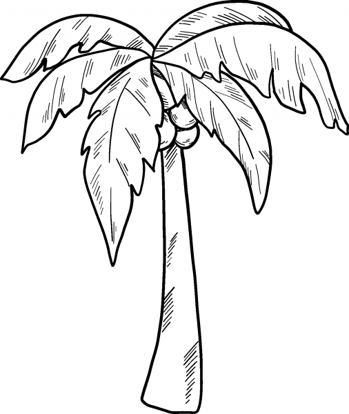 Palm Tree coloring page image
