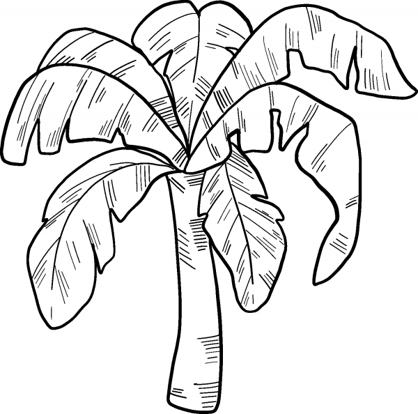Palm Tree coloring page image
