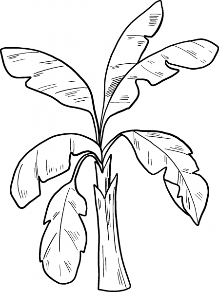 Palm Tree coloring page image