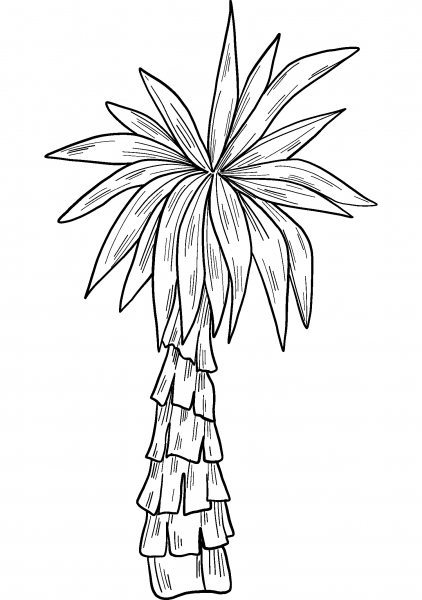 Palm Tree coloring page image