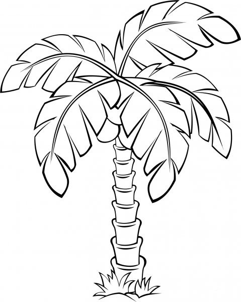 Palm Tree Outline coloring page image