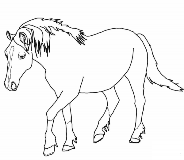 Palomino Welsh Horse coloring page image