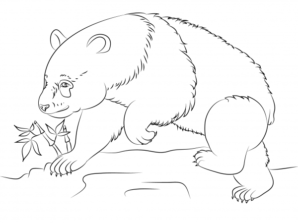 Panda Bear coloring page image