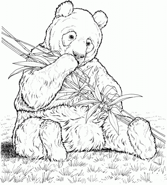 Panda Eats Bamboo coloring page image