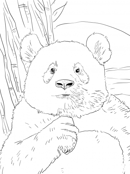 Panda Portrait coloring page image