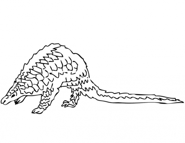 Pangolin coloring page image