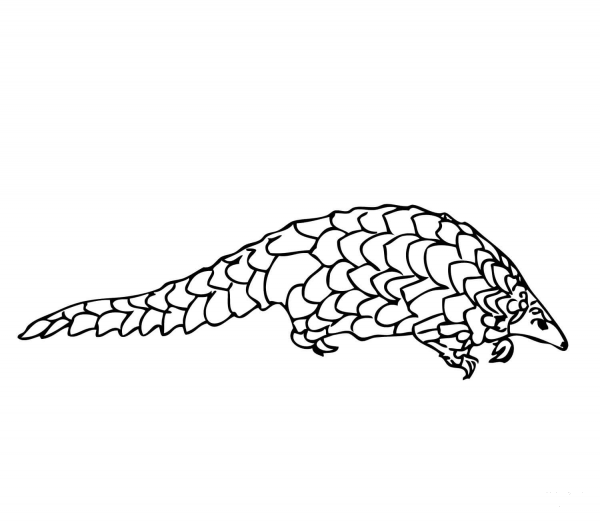 Pangolin Manis coloring page image