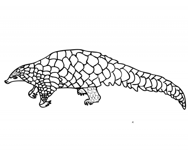 Pangolin Scaly Anteater coloring page image