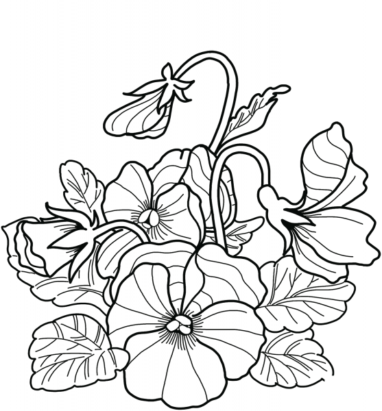 Pansies coloring page image