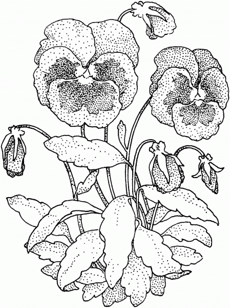 Pansy coloring page image