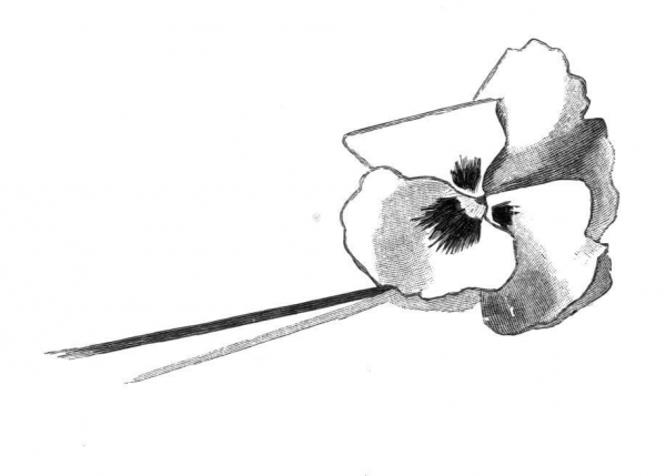 Pansy Flower coloring page image