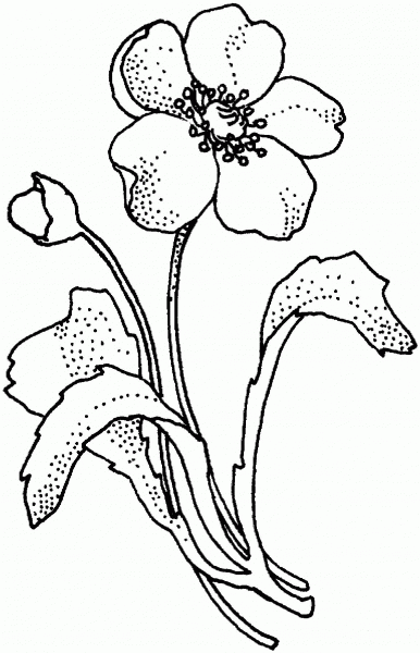 Papaveraceae Poppy Flower coloring page image